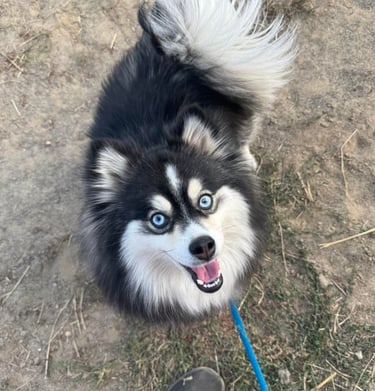 Group Dog Training classes in North Idaho.