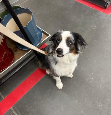 Dog boarding in Blanchard Idaho.