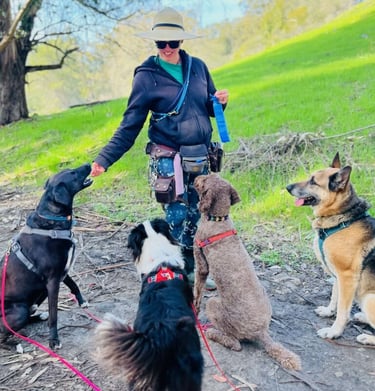 Four dogs are sitting, standing and giving all their attention to a dog walker in a big sun hat. One is getting a treat.