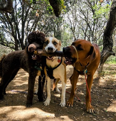 A poodle, a cattle dog and a ridgeback dog are chewing on a stick together on a wooded hiking trail