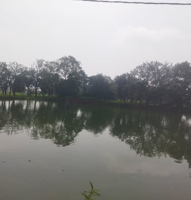 pond