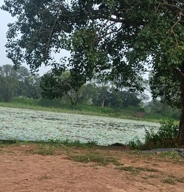 pond