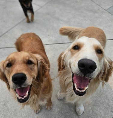 Dog Sitting in Leslieville, Toronto