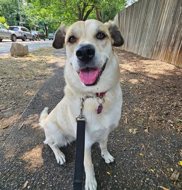 Dog Walking in Lesliville