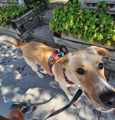 East Toronto, Dog Walking, East End Danforth