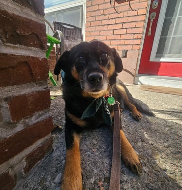 Pet Sitting in Riverdale