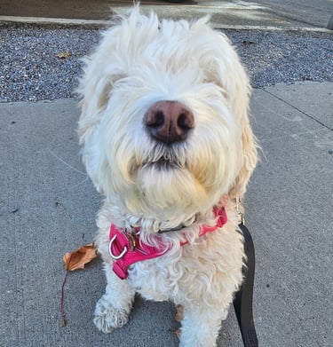 Dog walker for Riverside area