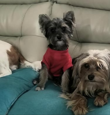 three dogs are sitting on a couch with their owners