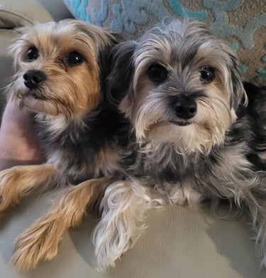 two dogs sitting on a couch with their owners feet on the couch