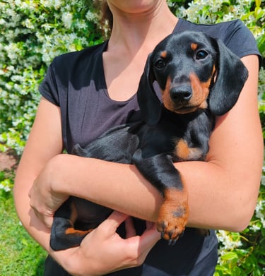 A person holding a small black and tan Dachshund puppy in a garden with white flowers. Emilia