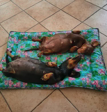 Two pregnant dachshund dogs sleeping on their backs on a floral pet bed on a tile floor. Mesola