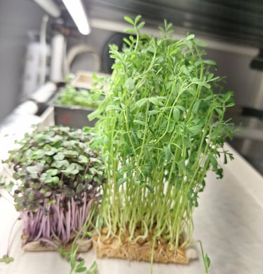 a picture of Early Greens microgreens nursery grow room