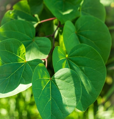 Lichtval op blad van Cercis