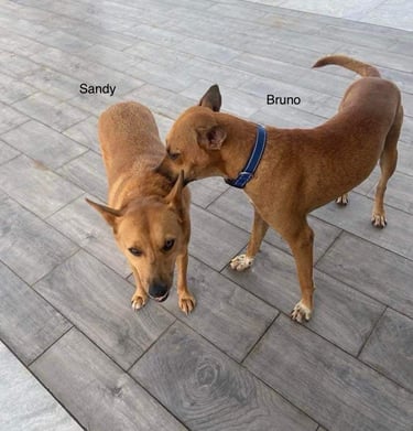 Rescue dogs Sandy and Bruno