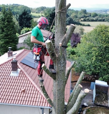 élagueur encordé dans un arbre 