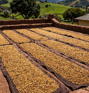 Wide shot of a traditional South American / Latin 'secadero' or drying patio with rows of coffee beans turning golden under the sun. Earthen tones and vibrant green background.
