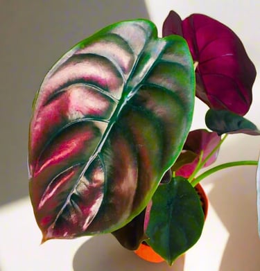 Pack 2 Red Alocasia Live Plant for Planting, Indoor Houseplant Alocasia Plant Live, 5 to 7 Inc Tall,