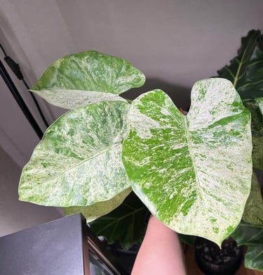 Pack 2 Variegated Alocasia Live Plant for Planting, Indoor Houseplant Alocasia Plant Live, 5 to 7 In