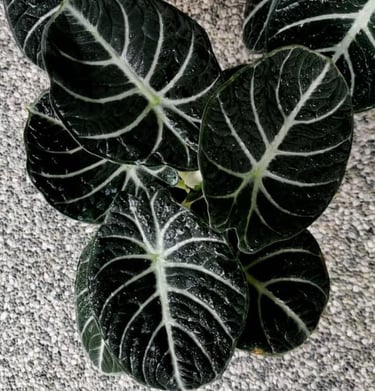 Pack 2 Black Velvet Alocasia Live Plant for Planting, Indoor Houseplant Alocasia Plant Live, 5 to 7 