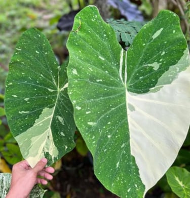 2 Colocasia Plants Live, Colocasia Esculenta Elephant Ears Live Plant, Esculenta Taro Houseplant, 5-