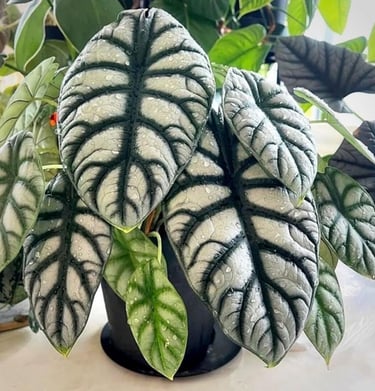 Pack 2 Silver Dragon Alocasia Live Plant for Planting, Indoor Houseplant Alocasia Plant Live, 5 to 7