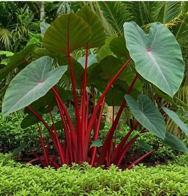 2 Red Stems Colocasia Live Plants, Alocasia Elephant Ear Live Plant for Growing, 4-6" Tall, Cold Har
