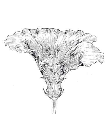 Ink drawing of a tiny harvest mouse sleeping inside a blooming morning glory flower.