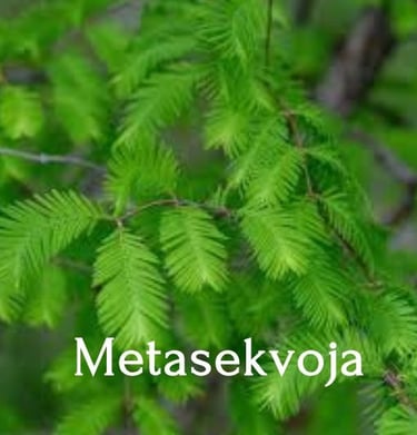 Metasekvojos
