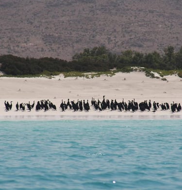 Socotra cormorant bird in shaop beach