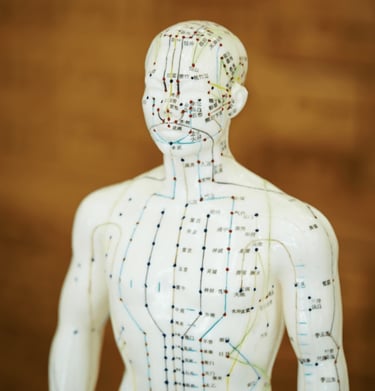 Acupuncture Model showing meridian and Acupucnture points at Marque Acupuncture and microneedling