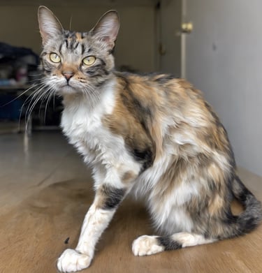 meow mission cat rescue help