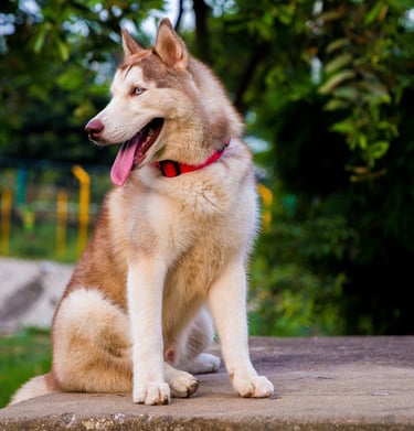 a dog sitting on a concrete bench in a park