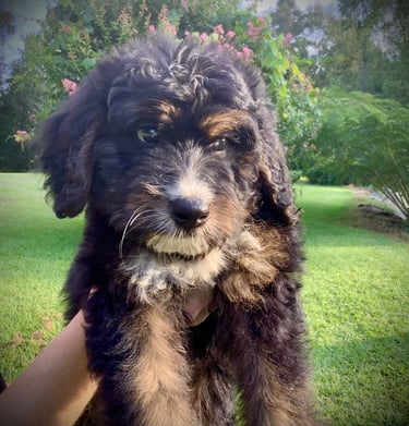 Rolph the Bernedoodle Puppy 