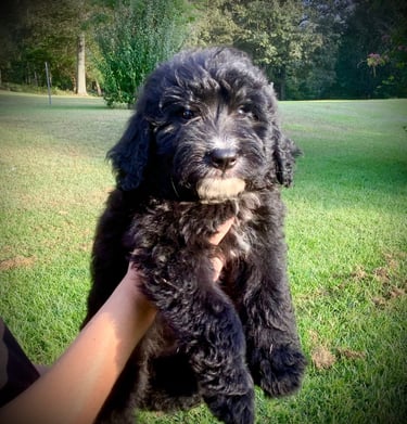 Everet the Bernedoodle Puppy