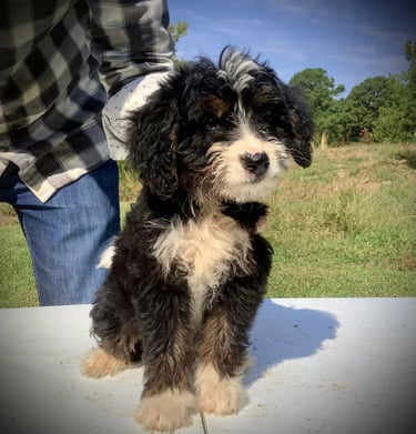 Dinah the Bernedoodle puppy