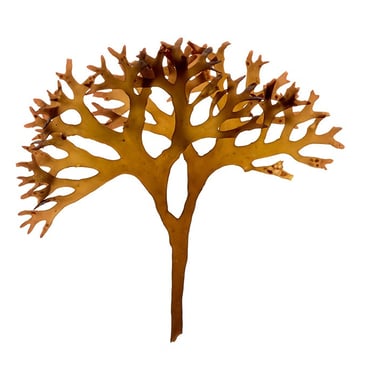 Chondrus crispus