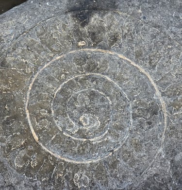 A beautiful ammonite fossil on Monmouth Beach near Lyme Regis on the Jurassic coast