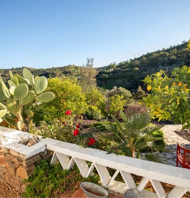 a view of a garden with a cactus plant in the foreground