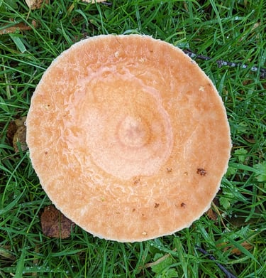 Saffron milkscap mushroom, topdown image