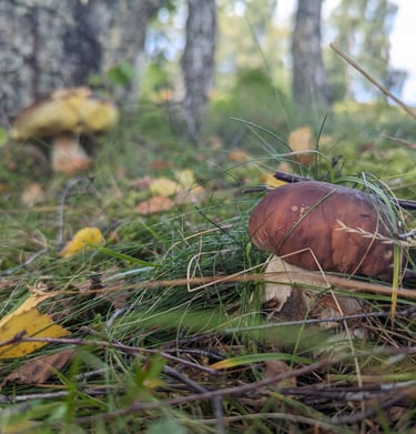 Two cep mushrooms, one in the fore and one in the back
