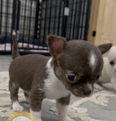 Tiny chocolate and white Chihuahua puppy standing on a rug in front of a pet playpen.