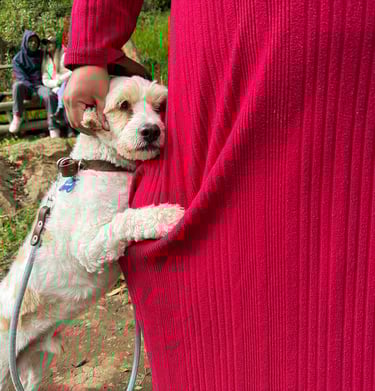 Un pequeño perro blanco con correa se apoya cariñosamente en una persona que lleva un vest
