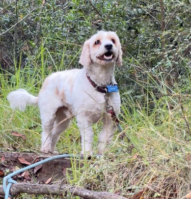 Un pequeño perro Cavapoo de color blanco y tostado parado en un sendero forestal con follaje verde.
