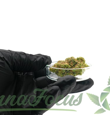 a person in a black glove holding a bowl of marijuana