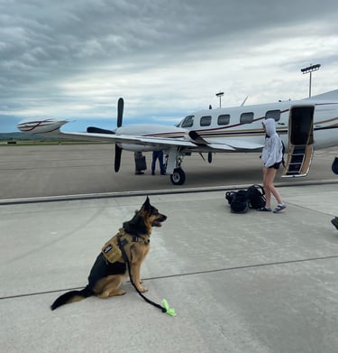 Chartered flights with dog