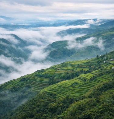 Lush green terraced rice fields on a misty mountain slope in a tropical highland valley.
