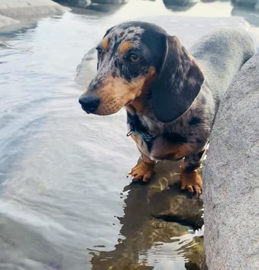 miniature smooth hair dachshund breeder New Zealand