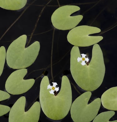 Minuscule lilypads and flowers