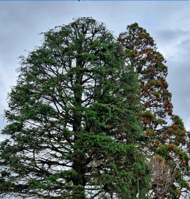 Deux arbres fraîchement élagués dans un jardin.