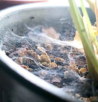 Spider mite webs in a plant pot
